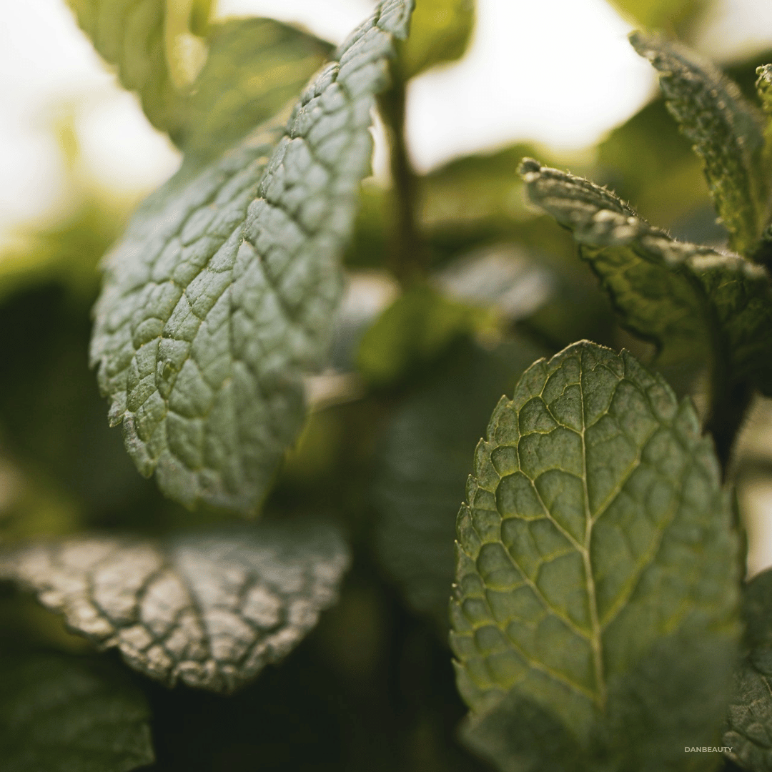 PURITY - PURIFYING FACIAL MASK