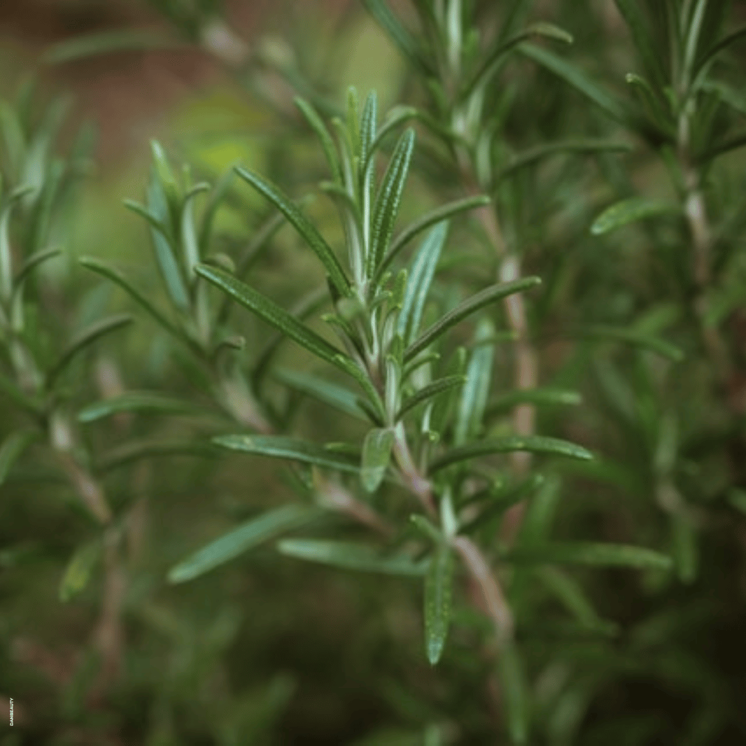 Rosmarin ingrediens i Ainhoa Lipo & Drain Massage Oil: Vegansk massageolie med naturlige ingredienser. Bekæmper tør hud, cellulite og væskeophobninger.