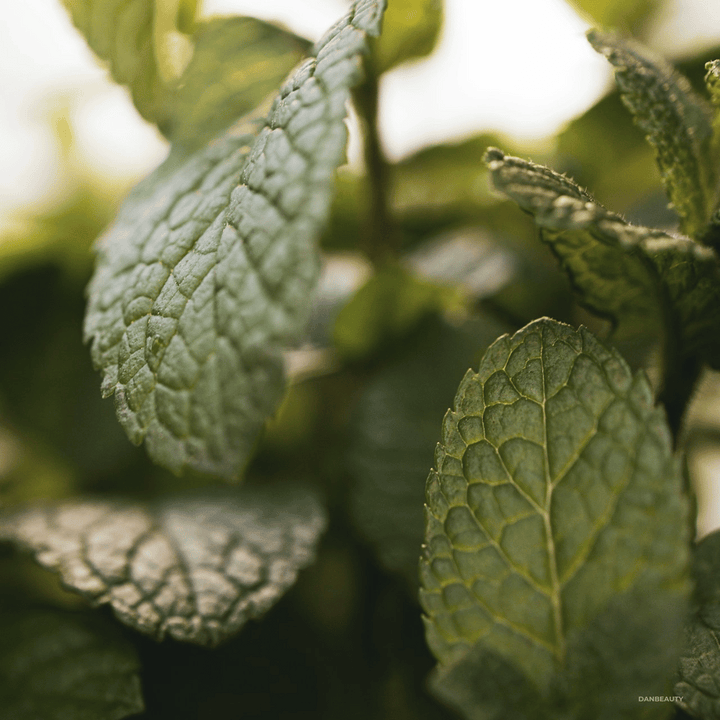 PURITY - PURIFYING FACIAL MASK