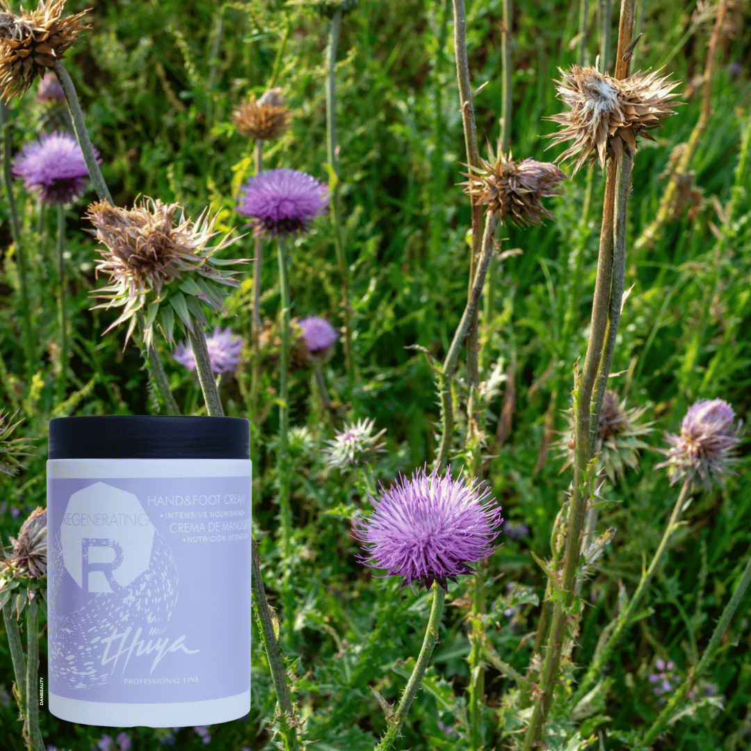 Billedet viser REGENERATING HAND & FOOT CREAM og en baggrund med tidselplanter som indgår som ingrediens i den veganske REGENERATING HAND & FOOT CREAM fra Thuya