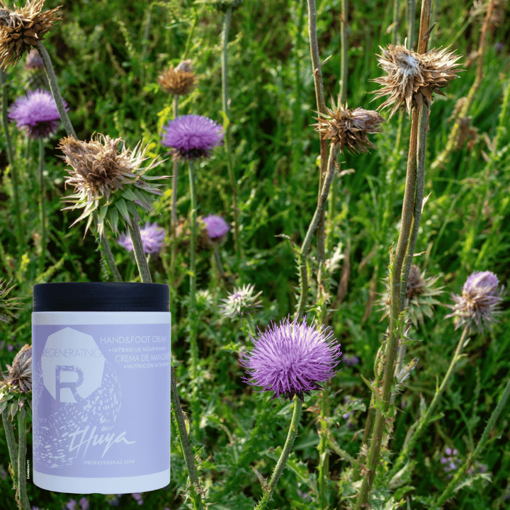 Billedet viser REGENERATING HAND & FOOT CREAM og en baggrund med tidselplanter som indgår som ingrediens i den veganske REGENERATING HAND & FOOT CREAM fra Thuya