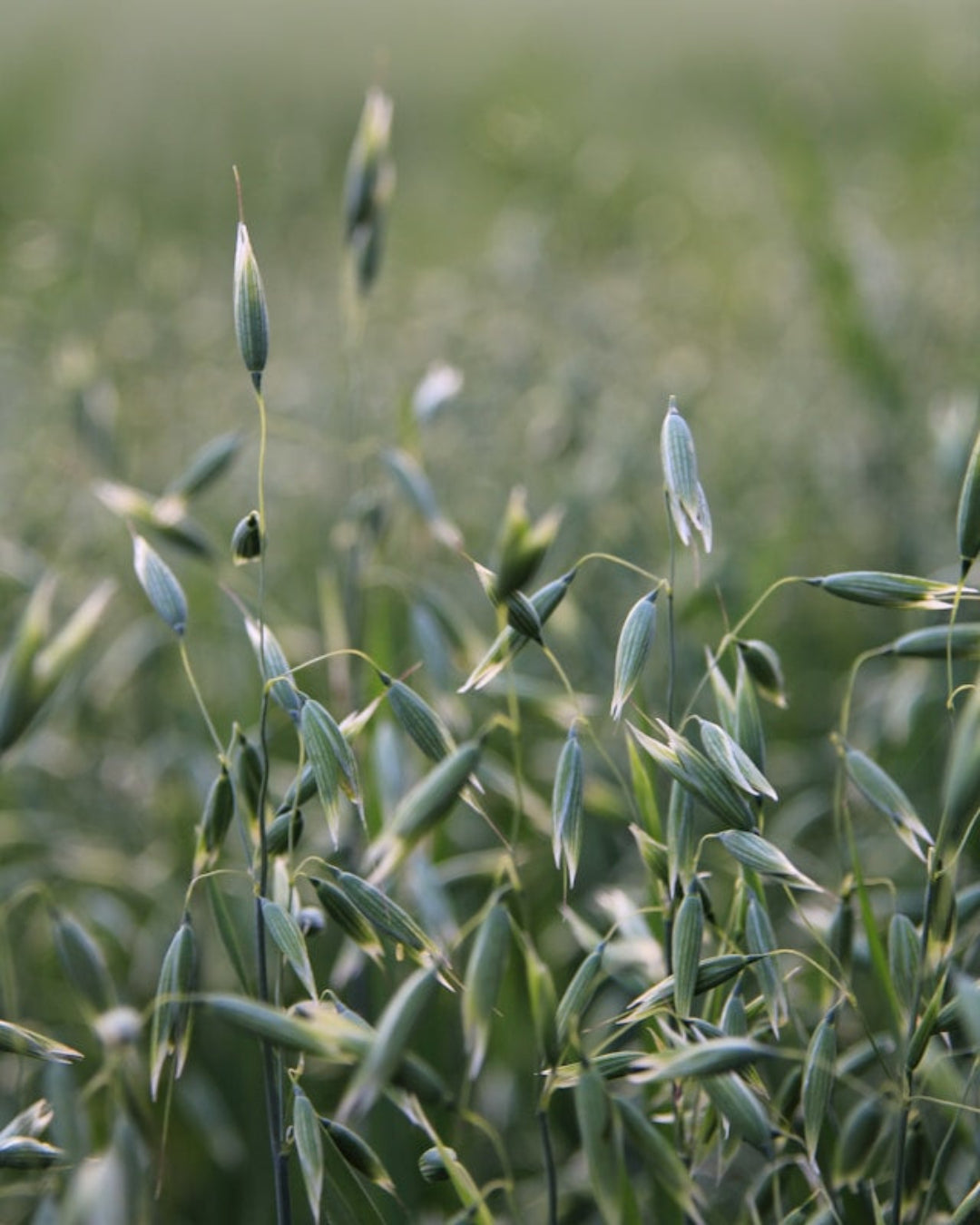 havre planter fra planteingrediensen i AINHOA SKIN PRIMERS - GENTLE CLEANSING MILK. Vegansk plantebaseret rensemælk.