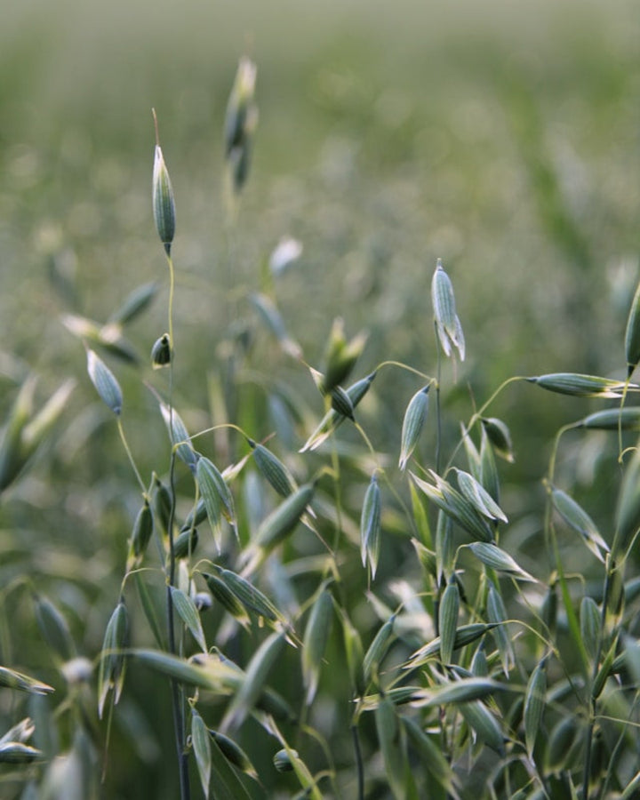 havre planter fra planteingrediensen i AINHOA SKIN PRIMERS - GENTLE CLEANSING MILK. Vegansk plantebaseret rensemælk.